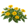 Меламподиум