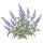 Перовския