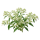Молочай