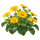 Дороникум