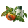 От фитофторы