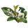 От мучнистого червеца SumiAgro