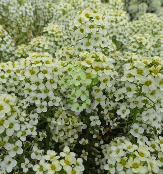 (п.ф.) Алиссум Свити Лемон Еллоу,