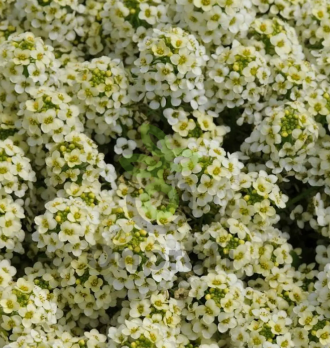 (п.ф.) Алиссум Свити Лемон Еллоу,