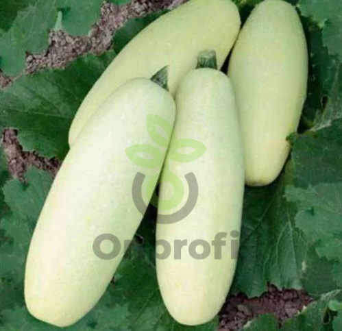 Кабачок Белоплодный Ролик, 5гр (фасовка)