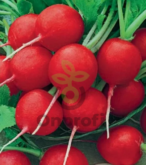 Редис Чемпион, 5гр (фасовка)