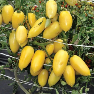 Томат Сосулька кремовая, 0,5гр (фасовка)