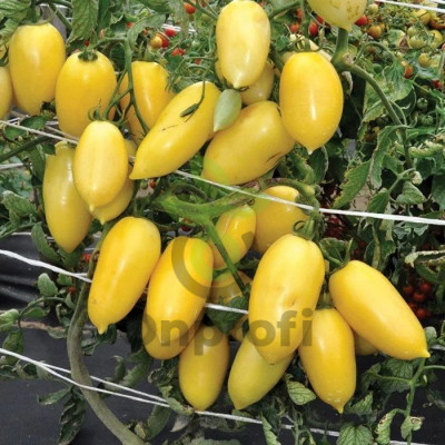 Томат Сосулька кремовая, 0,5гр (фасовка)