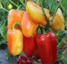 Перец сладкий LS1311 F1, 500шт
