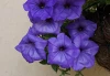(п.ф.) Петуния Ивнинг Сенсейшн, 3 шт (фасовка)