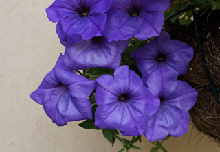 (п.ф.) Петуния Ивнинг Сенсейшн, 3 шт (фасовка)