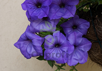 (п.ф.) Петуния Ивнинг Сенсейшн, 3 шт (фасовка)