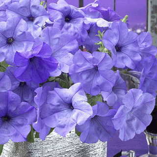 (п.ф.) Петуния Ивнинг Сенсейшн, 3 шт (фасовка)