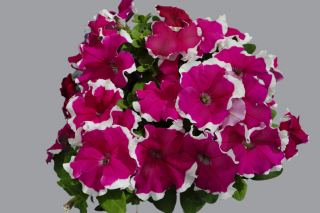 (п.ф.) Петуния Дримс Роуз Пикоти,