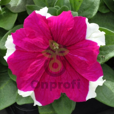 (п.ф.) Петуния Дримс Роуз Пикоти,