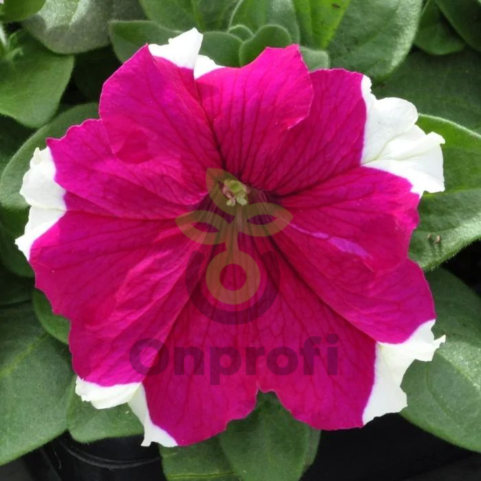 (п.ф.) Петуния Дримс Роуз Пикоти,