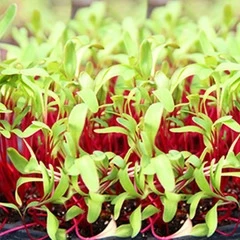 Микрозелень Цикорий листовой красный Россо, 20гр