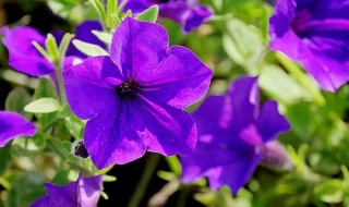 (п.ф.) Петуния E3 Изи Вейв Скай Блю F1, 