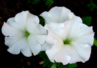 (п.ф.) Петуния Суперкаскад Вайт,