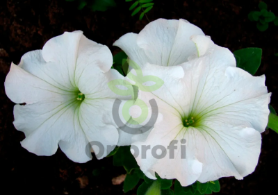 (п.ф.) Петуния Суперкаскад Вайт,