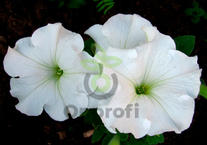 (п.ф.) Петуния Суперкаскад Вайт, 1000шт (№9-4-98)