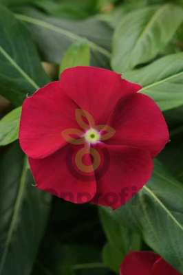 (п.ф.) Катарантус Пацифика ХР Кранберри, 100 шт (№7-35)