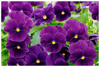 (п.ф.) Виола Виттрока Пауэр Парпл Виз Блотч F1, 100 шт (№4-104)