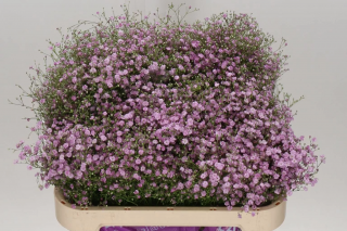 (п.ф.) Гипсофила Джипси Пинк F1, 1000шт (№6-480)