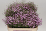(п.ф.) Гипсофила Джипси Пинк F1, 1000шт (№6-480)