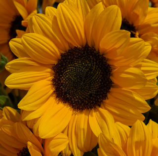 (п.ф.) Подсолнечник декоративный Винсент Чойс,