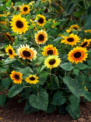 (п.ф.) Подсолнечник декоративный Винсент Чойс,