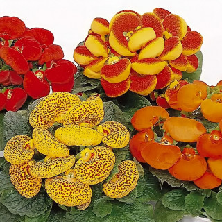 (п.ф.) Кальцеолярия Даинти Микс, 100 драже (№6-604)