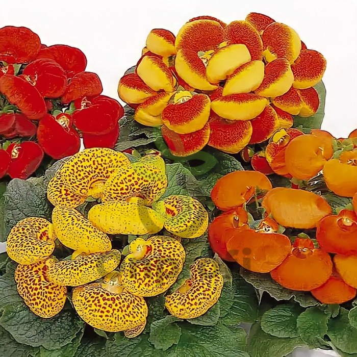 (п.ф.) Кальцеолярия Даинти Микс, 100 драже (№6-604)