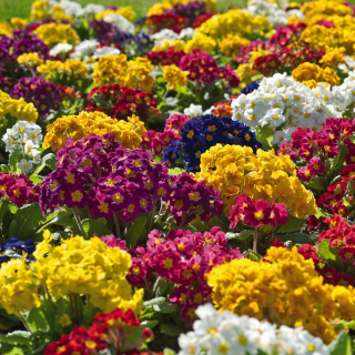 (п.ф.) Примула Крещендо Формула Микс,