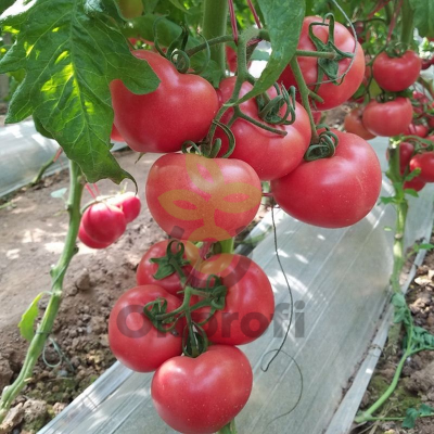 Томат Пинк Спарк,