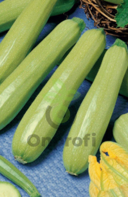 Кабачок Белоплодный Якорь, 5гр (фасовка)