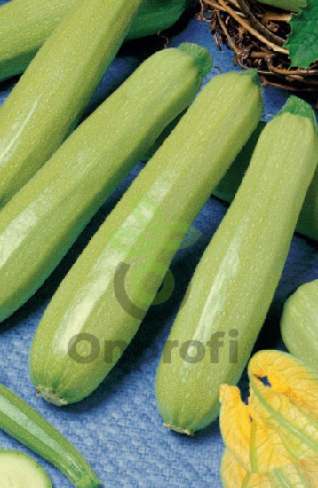 Кабачок Белоплодный Якорь, 5гр (фасовка)