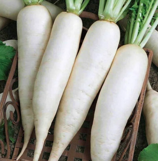 Редька китайская Клык слона, 2гр (фасовка)