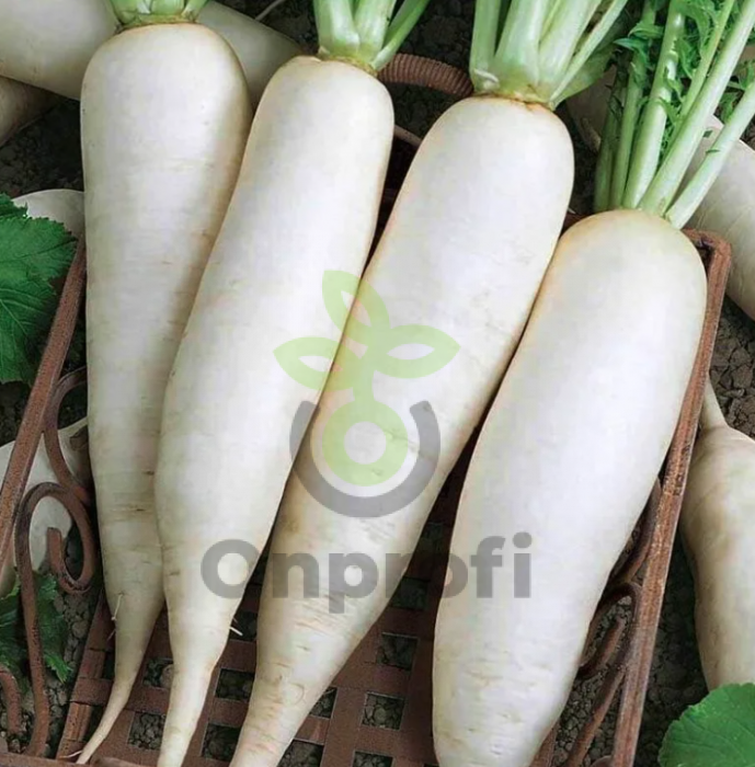 Редька китайская Клык слона, 2гр (фасовка)