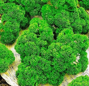 (м.ф.) Петрушка Кудрявая Мооскраузе 2 10г XXXL Сембат