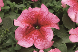 (п.ф.) Петуния Лимбо Джи Пи Ред Вейнед, 100 драже (№9-4-108)