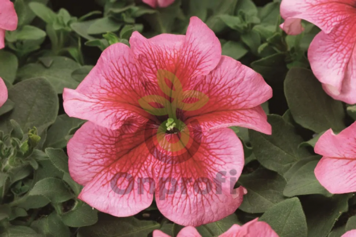 (п.ф.) Петуния Лимбо Джи Пи Ред Вейнед, 100 драже (№9-4-108)