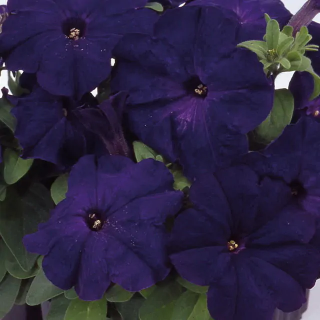 (п.ф.) Петуния Лимбо Джи Пи Блю, 100 драже (№9-5-14)