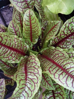 Щавель Красные Узоры ,10 гр