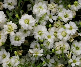 (п.ф.) Гипсофила Джипси Компакт Вайт F1,