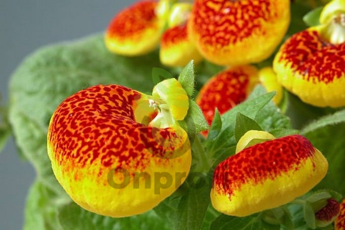 (п.ф.) Кальцеолярия Даинти Ред энд еллоу, 100 драже (№6-605)