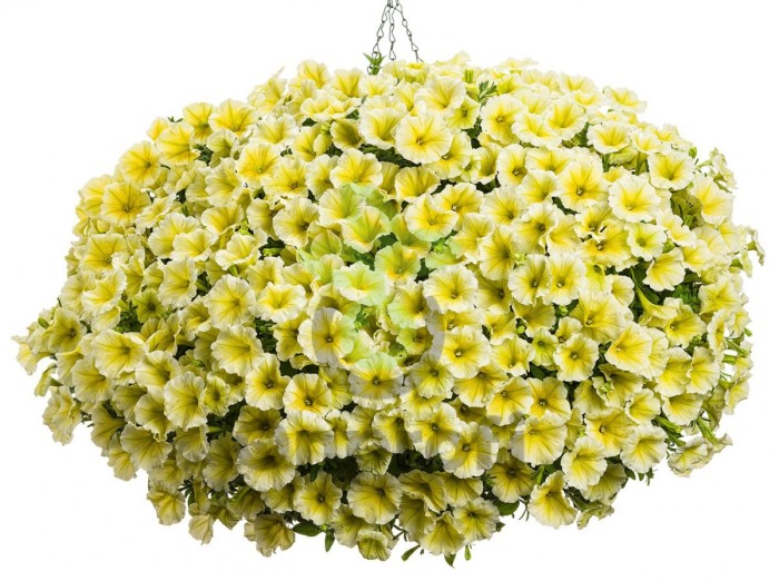 (п.ф.) Петуния Изи Вейв Еллоу F1, 250 драже (№9-1-123)