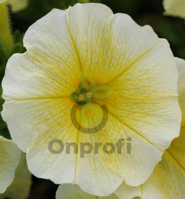 (п.ф.) Петуния Изи Вейв Еллоу F1, 250 драже (№9-1-123)