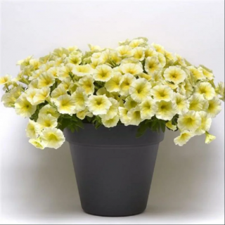 (п.ф.) Петуния Изи Вейв Еллоу F1, 250 драже (№9-1-123)