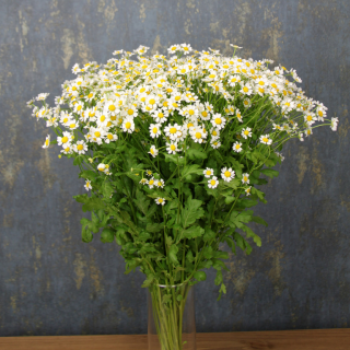 (п.ф.) Ромашка Вегмо Сингл,